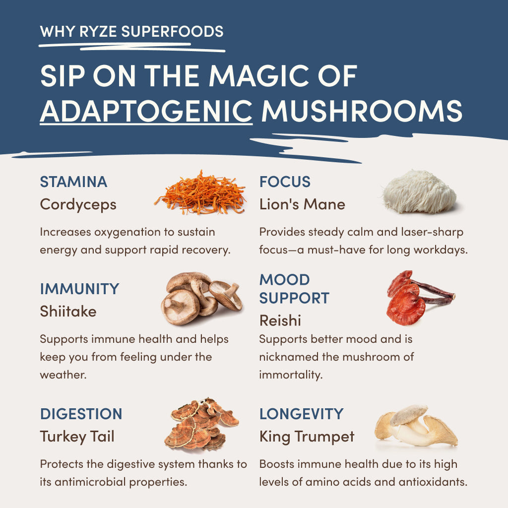 RYZE Nighttime Mushroom Cocoa Starter Bag - ZIMO
