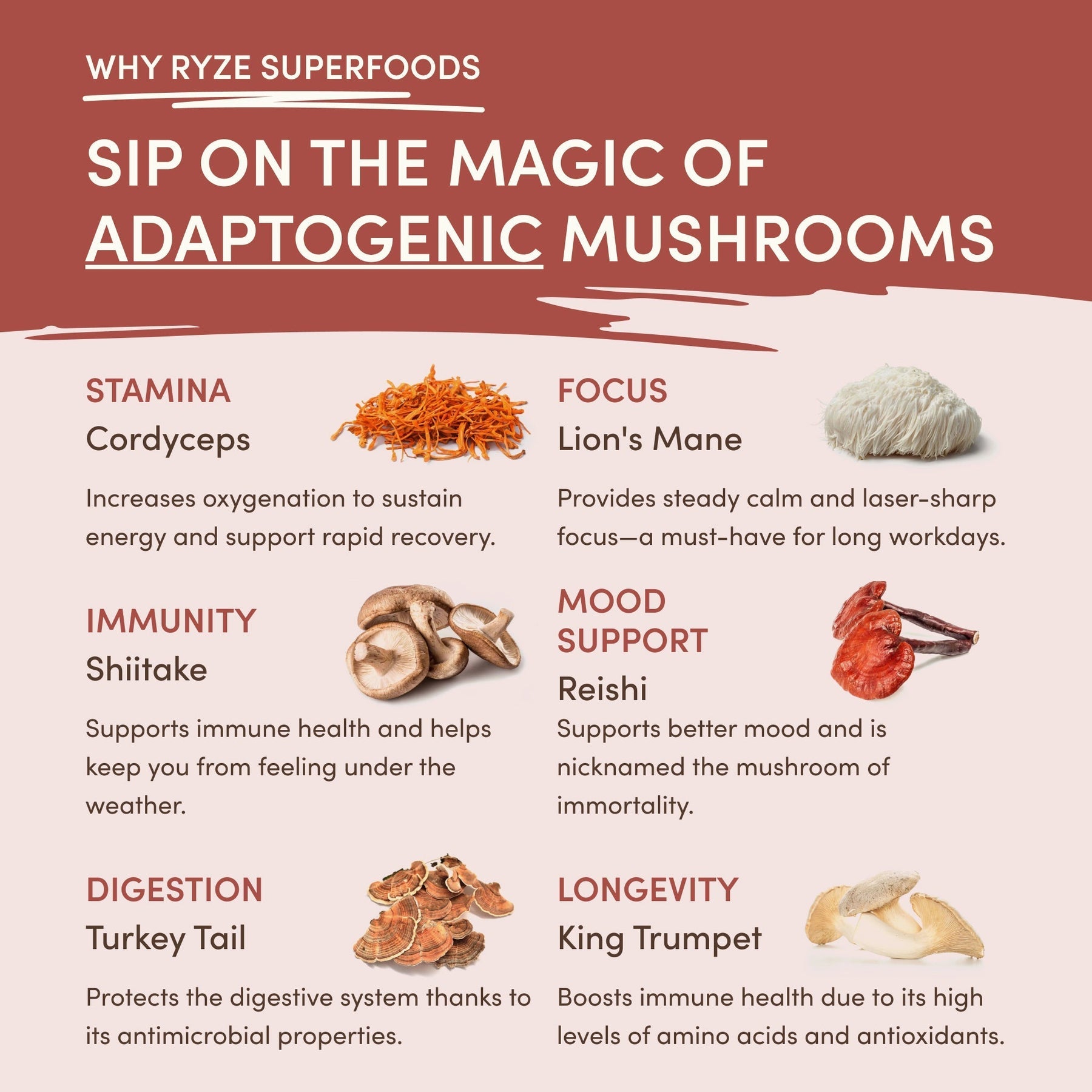 Mushroom Chicory (1 Pack - 30 Servings) - 7P88