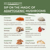 Mushroom Matcha (1 Pack - 30 Servings) - MLPV