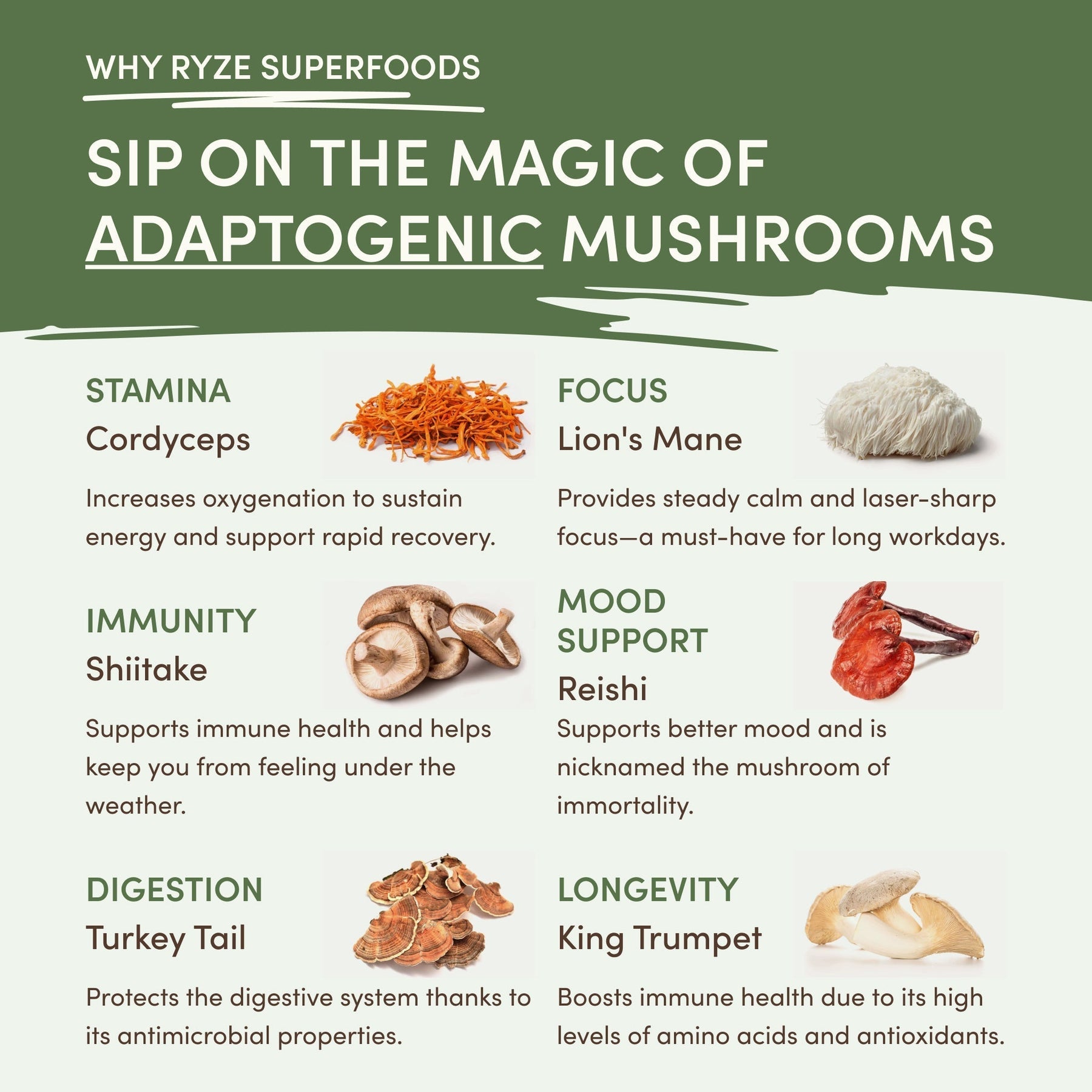 Mushroom Matcha (1 Pack - 30 Servings) - MLPV