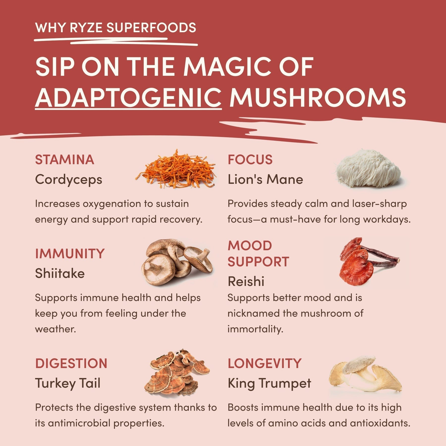 Mushroom Chai (1 Pack - 20 Servings) - 6SRK